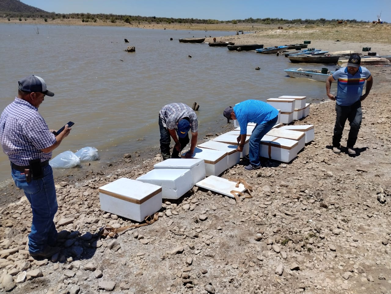 Incentiva el IAES desarrollo económico con repoblamiento de tilapia en “El Molinito”